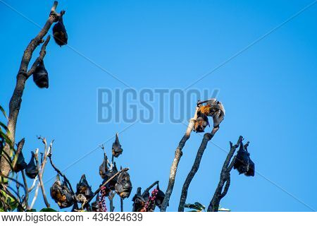 Grey-headed Flying Foxes Hanging In A Tree. Australian Native Animal Mega Bat