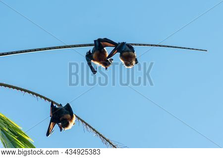 Grey-headed Flying Foxes Hanging In A Tree. Australian Native Animal Mega Bat