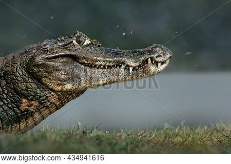 Close Up Of A Yacare Caiman (caiman Yacare) On A River Bank, South Pantanal, Brazil.