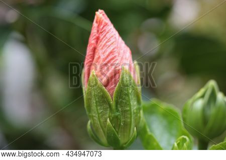 Extreme Macro Of Chinese Hibiscus, China Rose, Hawaiian Hibiscus, Rose Mallow, Or Shoeblackplant (hi