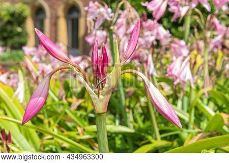 Crinum Moorei Flowers