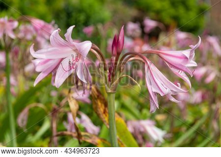 Crinum Moorei Flowers