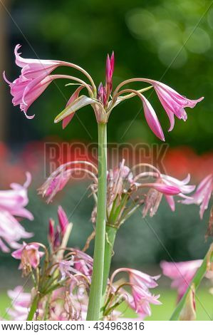 Crinum Moorei Flowers In Bloom In The Garden