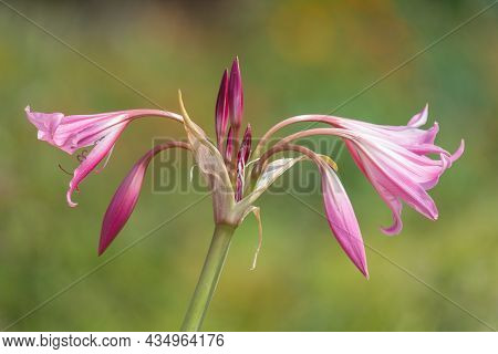 Crinum Moorei Flowers