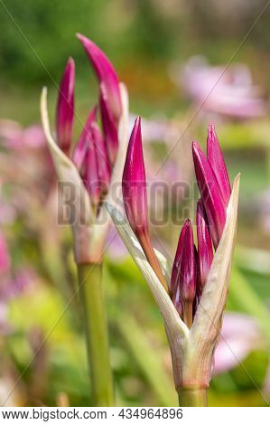 Close Up Of Buds On A Crinum Moorei Flower
