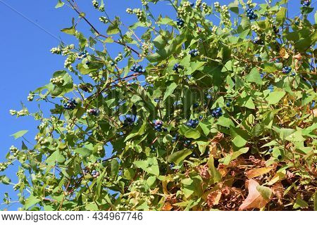 Persicaria Perfoliata Berries. Polygonaceae Annual Vine Plants.