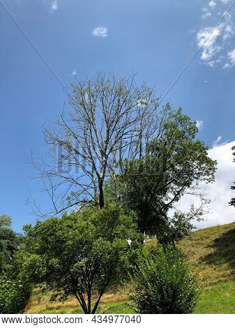Schellenberg, Liechtenstein, July 28, 2020 Natural Scenery With Trees On A Green Meadow