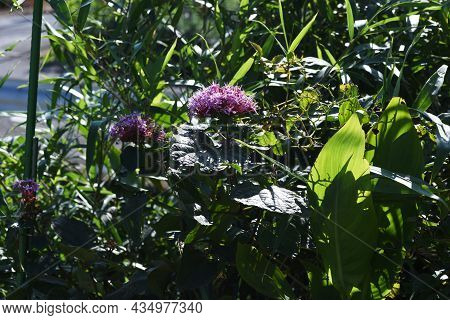 Rose Glory Bower Flowers. Ramiaceae Deciduous Shrub.