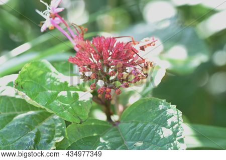 Rose Glory Bower Flowers. Ramiaceae Deciduous Shrub.