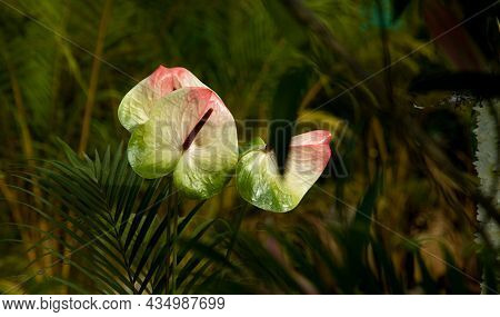 Two Multicolour Flowers Of Painters Palette Or Anthurium At Republic Day Flower Show, Lalbagh, Benga