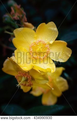 Peter Dummer (hypericum Dummeri) Blossom After Rain. Close Up..