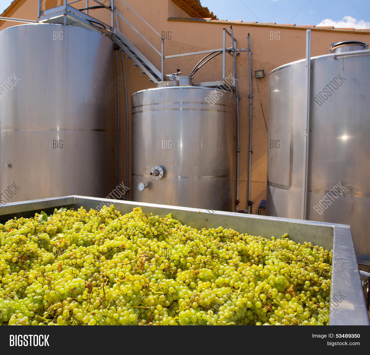 Chardonnay Winemaking Image & Photo (Free Trial) Bigstock
