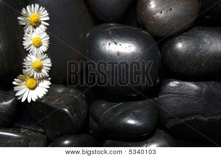Daisy Flowers op zwarte stenen