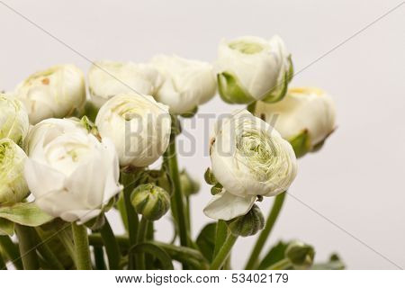 white Ranunculus 