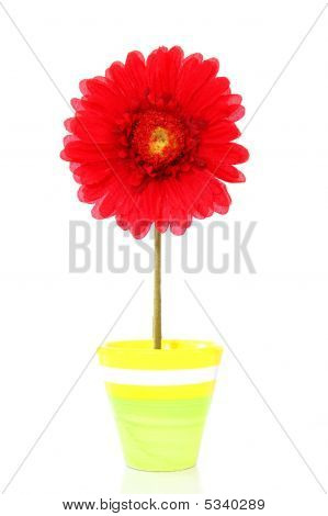 Farverige forårsblomster