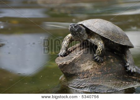 Schildkröte