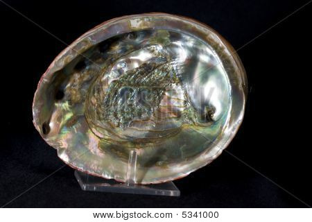 Abalone Sea Shell