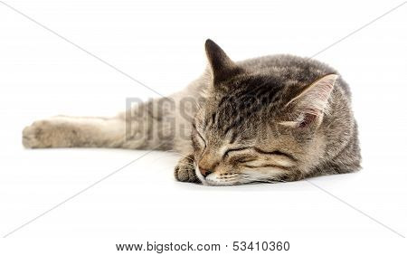Cute Tabby Kitten On White