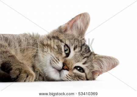 Cute Tabby Kitten On White