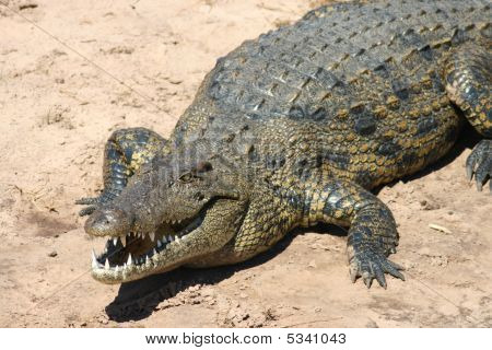 Stora krokodil