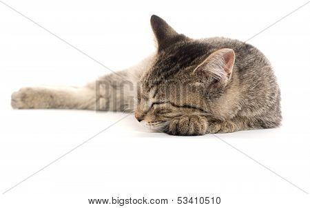 Cute Tabby Kitten On White