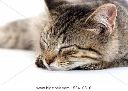 Cute Tabby Kitten On White