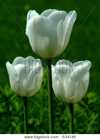 Tre hvide tulipaner