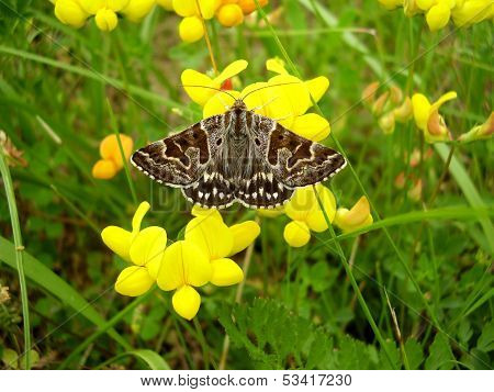 Mother Shipton Moth