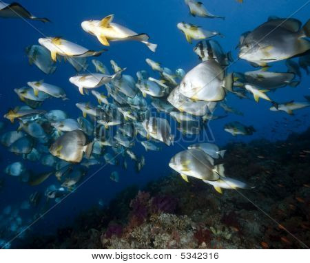 Oceano, corallo e Orbicular Spadefish