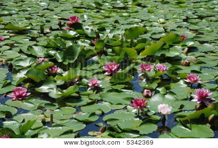Vand Lillies i japanske have Dam