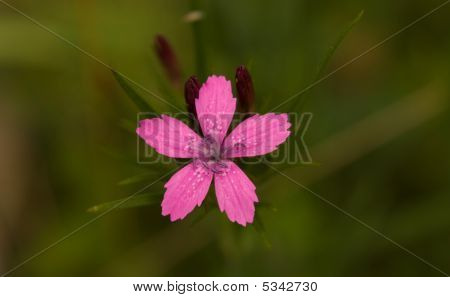Deptford Pink