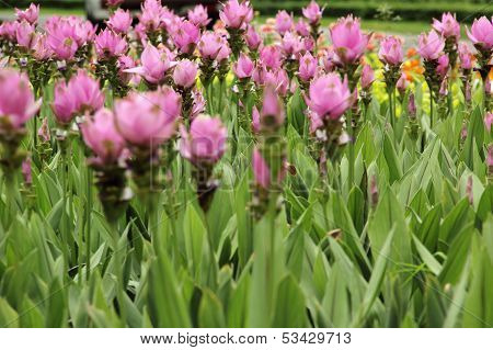 Siam Tulip In Bagkok Park