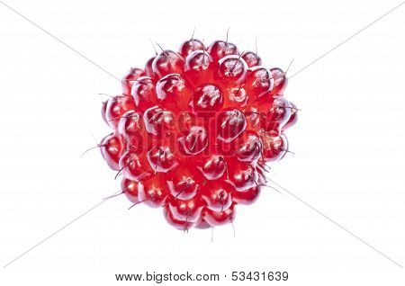 Red Salmonberry