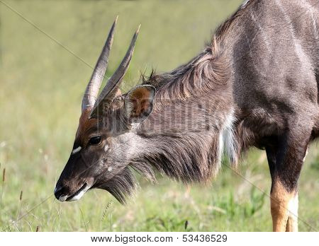 Nyala Antelope Grazing