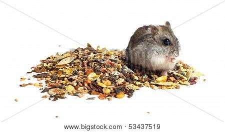 Djungarian Hamster eating