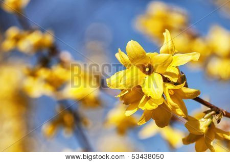 Forsythia