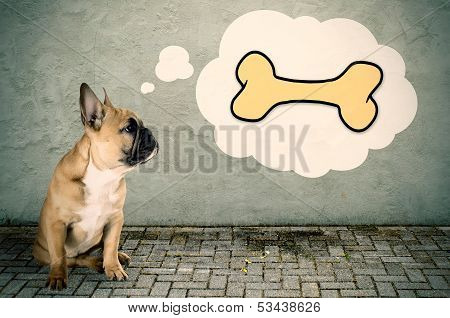 French Bulldog Thinks Of A Bone