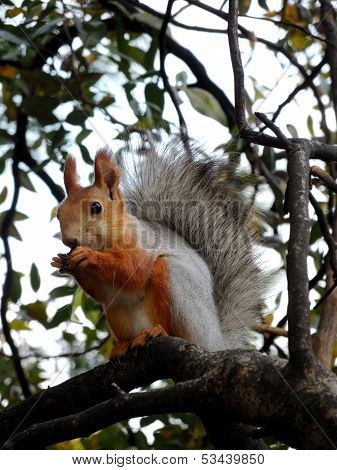 Red squirrel eating on the tree
