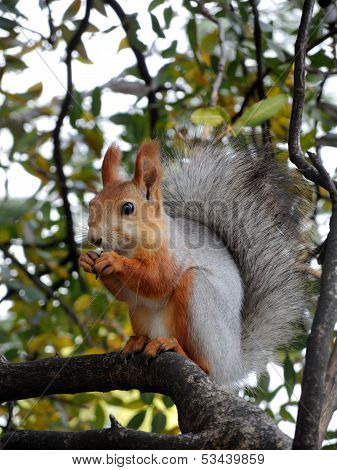 Red squirrel eating on the tree