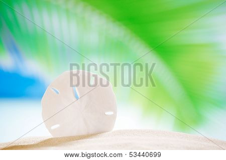 sand dollar shell on beach and sea and boat background, shallow dof