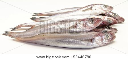 Fresh whiting