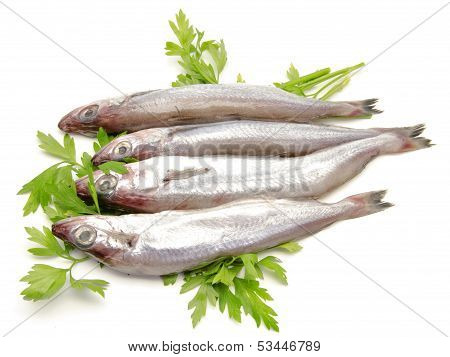 Fresh whiting