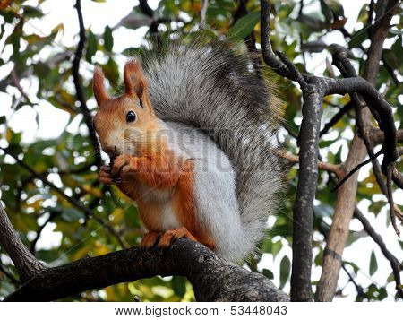 Red squirrel eating on the tree