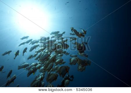 Mare, sole e Orbicular Spadefish
