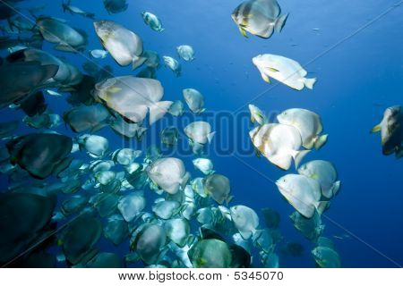 Mare, sole e Orbicular Spadefish