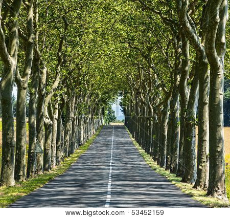 Road Near Carcassonne (france)