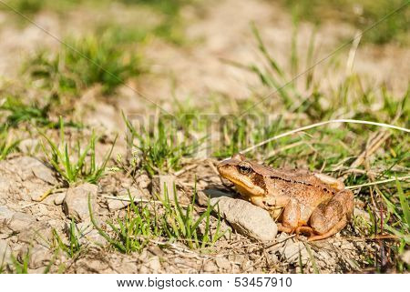 Common Frog
