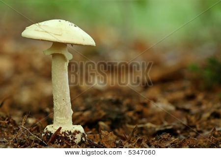 Amanita Citrina