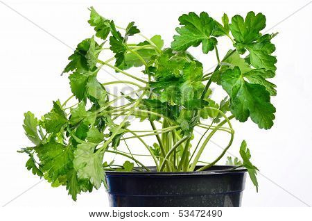 Potted Parsley Plant On White