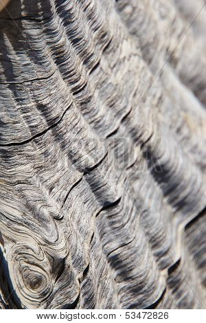 Textured Background of the Leadwood tree - Hardwood beauty from Mother Nature